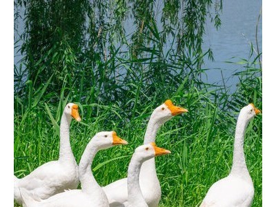 纯种大三花鹅脱温活体大白鹅崽产蛋鹅健康幼鹅高纯活率养殖优选图2