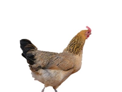 批发鸡苗脱温青脚土鸡苗活体半斤重幼崽一个月架子鸡适合农村放养图5