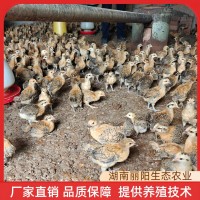 批发鸡苗脱温青脚土鸡苗活体半斤重幼崽一个月架子鸡适合农村放养