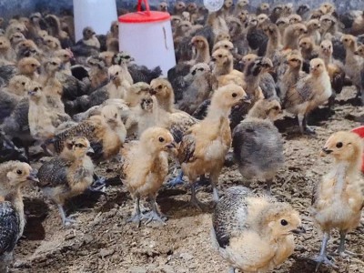 批发鸡苗脱温青脚土鸡苗活体半斤重幼崽一个月架子鸡适合农村放养图3