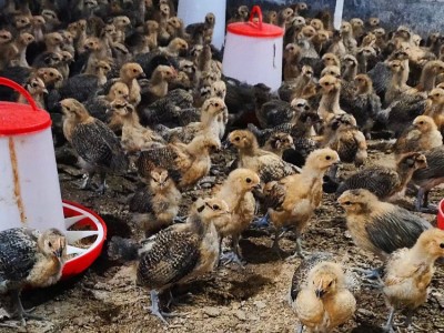 批发鸡苗脱温青脚土鸡苗活体半斤重幼崽一个月架子鸡适合农村放养图2