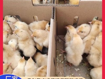 鸡苗湘黄鸡活体小鸡仔母苗林下跑山小脚土鸡易活好养支持技术指导图4