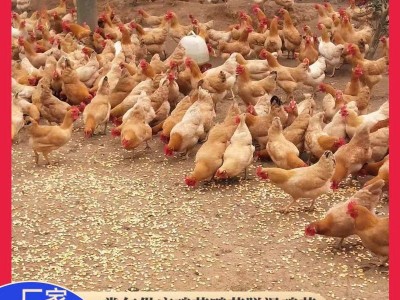 鸡苗湘黄鸡活体小鸡仔母苗林下跑山小脚土鸡易活好养支持技术指导图2