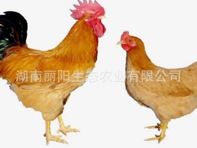 鸡苗湘黄鸡活体小鸡仔母苗林下跑山小脚土鸡易活好养支持技术指导图5