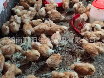 批发脱温一个月黄土鸡苗活体半斤重幼崽农村山地放养土鸡养活好养图2