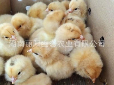 批发脱温一个月黄土鸡苗活体半斤重幼崽农村山地放养土鸡养活好养图4