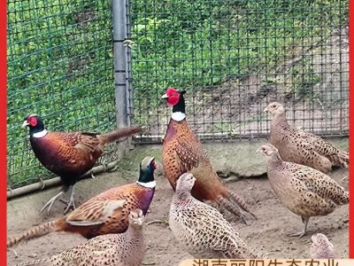 七彩山鸡苗小鸡仔活体厂家直卖出壳一日龄鸡活苗支持养殖技术指导图2