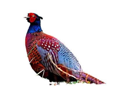 七彩山鸡苗小鸡仔活体厂家直卖出壳一日龄鸡活苗支持养殖技术指导图5