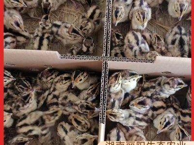 七彩山鸡苗小鸡仔活体厂家直卖出壳一日龄鸡活苗支持养殖技术指导图4