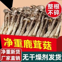 鹿茸菇干货500g云南特产脆脆菇菌包材料营养煲汤佳品50g