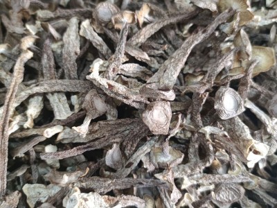 鹿茸菇鹿茸菌秋木脆脆菇瓶摘食用菌酒店专供食材散装批发炖汤松茸图3