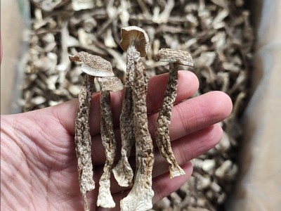 鹿茸菇鹿茸菌秋木脆脆菇瓶摘食用菌酒店专供食材散装批发炖汤松茸图2