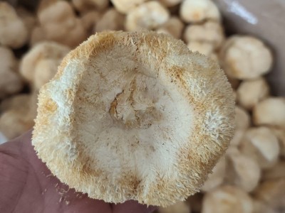 古田猴头菇干货粉猴头菌原料剪根剪脚无硫散装食用菌批发出口级图3