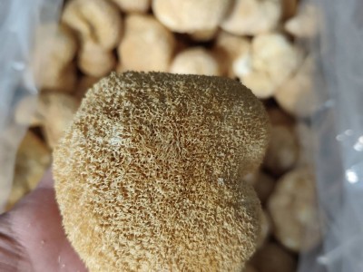 古田猴头菇干货粉猴头菌原料剪根剪脚无硫散装食用菌批发出口级图2