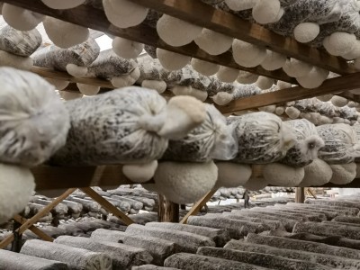 古田猴头菇干货粉猴头菌原料剪根剪脚无硫散装食用菌批发出口级图4