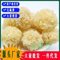 仿椴木小银耳干货秋沐新货糯耳羹出胶雪耳古田干货白木耳银耳批发