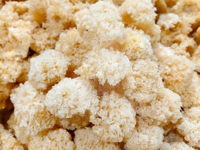 椴木银耳 天然椴木培育无硫熏易出胶 软糯多胶 农家干货 厂家直批图2