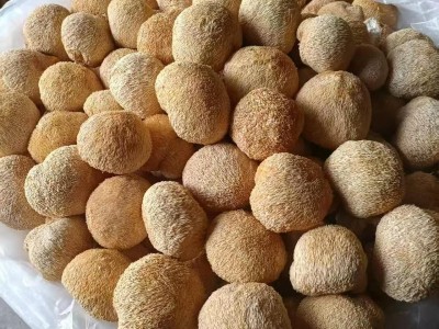 产地直销古田猴头菇500G干特产批发食用菌健脾图2