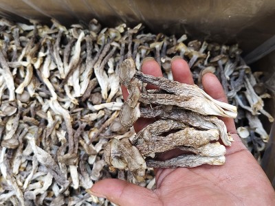 鹿茸菇干货精选袋装煲汤食材家用商用农家特产食用蘑菇鹿茸菌批发图2