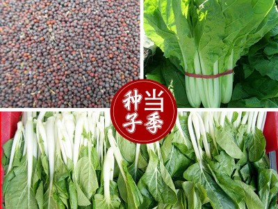 四季奶油小白菜 阳台菜园纤维少叶菜种子 蔬菜种子图3