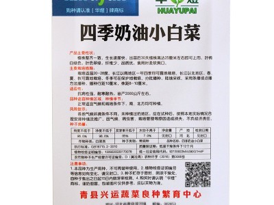四季奶油小白菜 阳台菜园纤维少叶菜种子 蔬菜种子图4