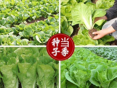 四季奶油小白菜 阳台菜园纤维少叶菜种子 蔬菜种子图2