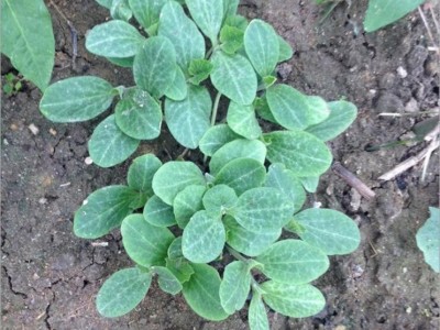 日本金秀砧木种子白南瓜籽嫁接黄瓜砧木籽种子嫁接黄瓜种苗子图2