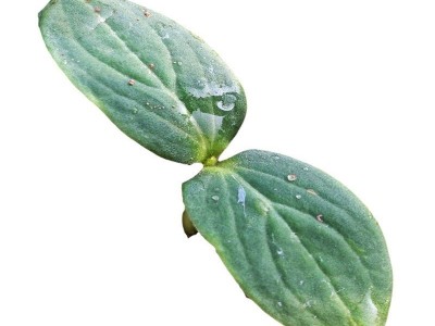 日本金秀砧木种子白南瓜籽嫁接黄瓜砧木籽种子嫁接黄瓜种苗子图5