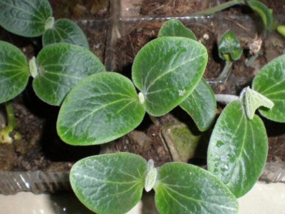 日本金秀砧木种子白南瓜籽嫁接黄瓜砧木籽种子嫁接黄瓜种苗子图3