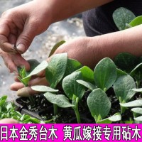 日本金秀砧木种子白南瓜籽嫁接黄瓜砧木籽种子嫁接黄瓜种苗子