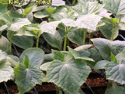 日本金秀砧木种子白南瓜籽嫁接黄瓜砧木籽种子嫁接黄瓜种苗子图4