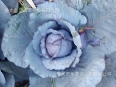 西兰花种子日本进口原包装坂田公司耐寒西兰花种子青花菜种子图3