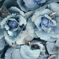 西兰花种子日本进口原包装坂田公司耐寒西兰花种子青花菜种子