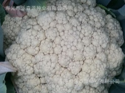 西兰花种子日本进口原包装坂田公司耐寒西兰花种子青花菜种子图4