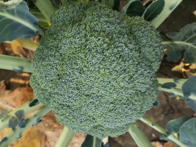 西兰花种子日本进口原包装坂田公司耐寒西兰花种子青花菜种子图2