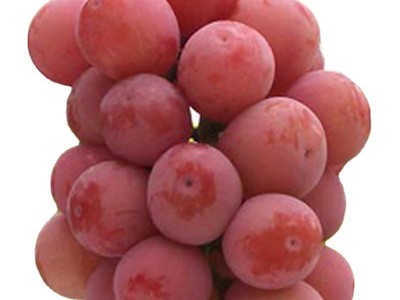 山东供应妮娜皇后嫁接葡萄苗（0.5以上一级苗）优质妮娜公主葡萄图5