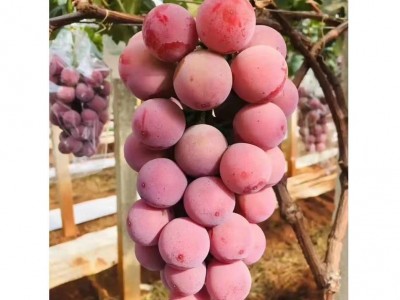 山东供应妮娜皇后嫁接葡萄苗（0.5以上一级苗）优质妮娜公主葡萄图3