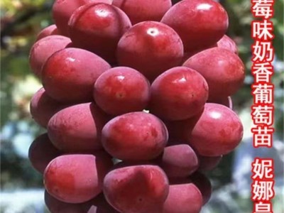 山东供应妮娜皇后嫁接葡萄苗（0.5以上一级苗）优质妮娜公主葡萄图2