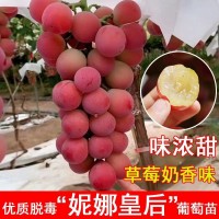 山东供应妮娜皇后嫁接葡萄苗（0.5以上一级苗）优质妮娜公主葡萄