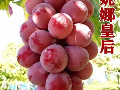 山东供应妮娜皇后嫁接葡萄苗（0.5以上一级苗）优质妮娜公主葡萄图4