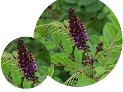 脱壳紫穗槐木豆银合欢沙达旺狗尾草小拧条火炬刺槐胡枝子灌木种子图2