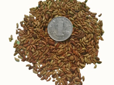 脱壳紫穗槐木豆银合欢沙达旺狗尾草小拧条火炬刺槐胡枝子灌木种子图4