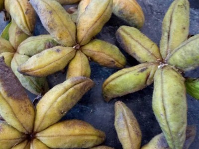 批发榨油牡丹种子优质凤丹籽油料牡丹籽牡丹种子价格油用牡丹种子图4