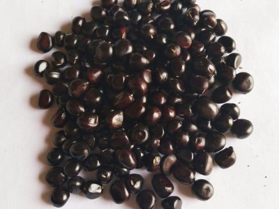 批发榨油牡丹种子优质凤丹籽油料牡丹籽牡丹种子价格油用牡丹种子图3