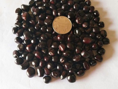 批发榨油牡丹种子优质凤丹籽油料牡丹籽牡丹种子价格油用牡丹种子图2