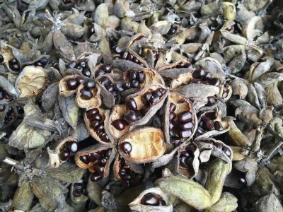 批发榨油牡丹种子优质凤丹籽油料牡丹籽牡丹种子价格油用牡丹种子图5