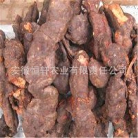 批发药材种苗 何首乌种苗 何首乌秧苗包回收 适应广 易管理