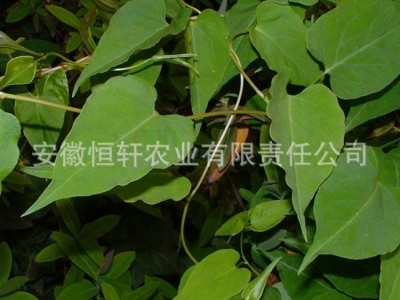 批发药材种苗 何首乌种苗 何首乌秧苗包回收 适应广 易管理图2