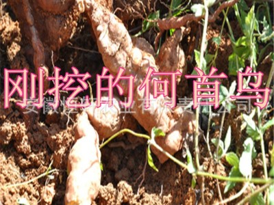 批发药材种苗 何首乌种苗 何首乌秧苗包回收 适应广 易管理图3