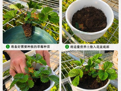 源头工厂盆栽草莓种子草籽四季通用新鲜红果白果奶油批发图2